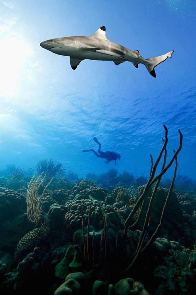 鯊魚為什么不吃潛水員？