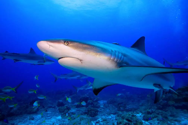 【水肺潛水安全嗎？】轉(zhuǎn)自PADI