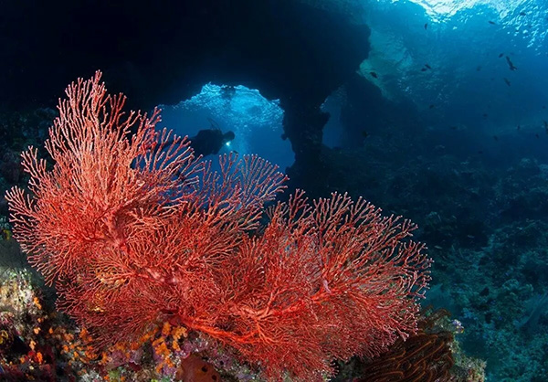 【潛水這艘賊船，這次開往上帝的花園】文章轉(zhuǎn)自/三聯(lián)生活周刊