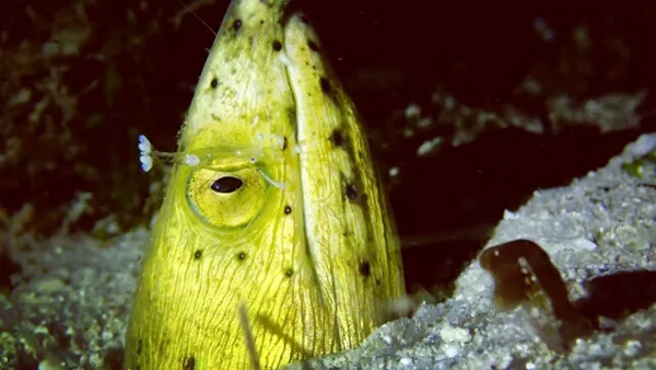 潛水拍照新姿勢，放下你的剪刀手，我們來這樣拍