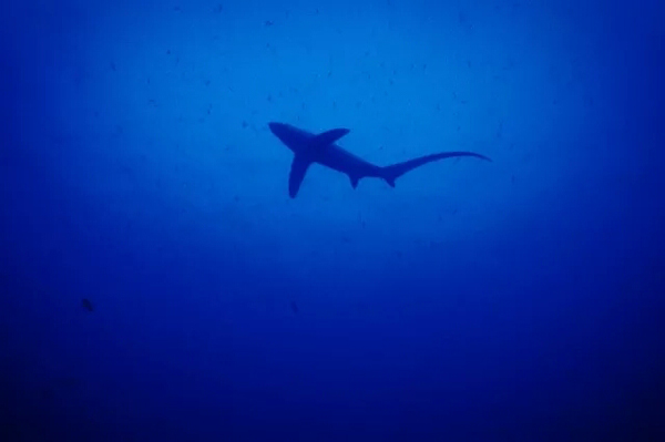 潛水拍照新姿勢，放下你的剪刀手，我們來這樣拍