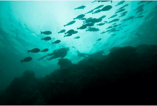 成為潛水員之前的你，是不是也問過這些問題？