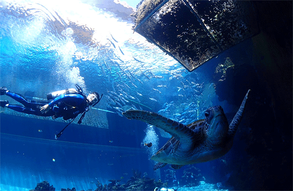 潛水常見(jiàn)問(wèn)題，原來(lái)潛水沒(méi)你想的那么難