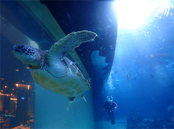 潛水常見(jiàn)問(wèn)題，原來(lái)潛水沒(méi)你想的那么難