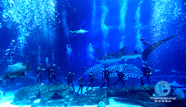 珠海長隆海洋王國啟動潛水項(xiàng)目運(yùn)營